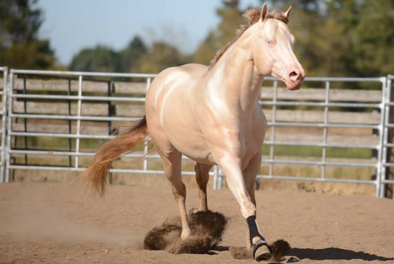 AQHA Perlino Stallion